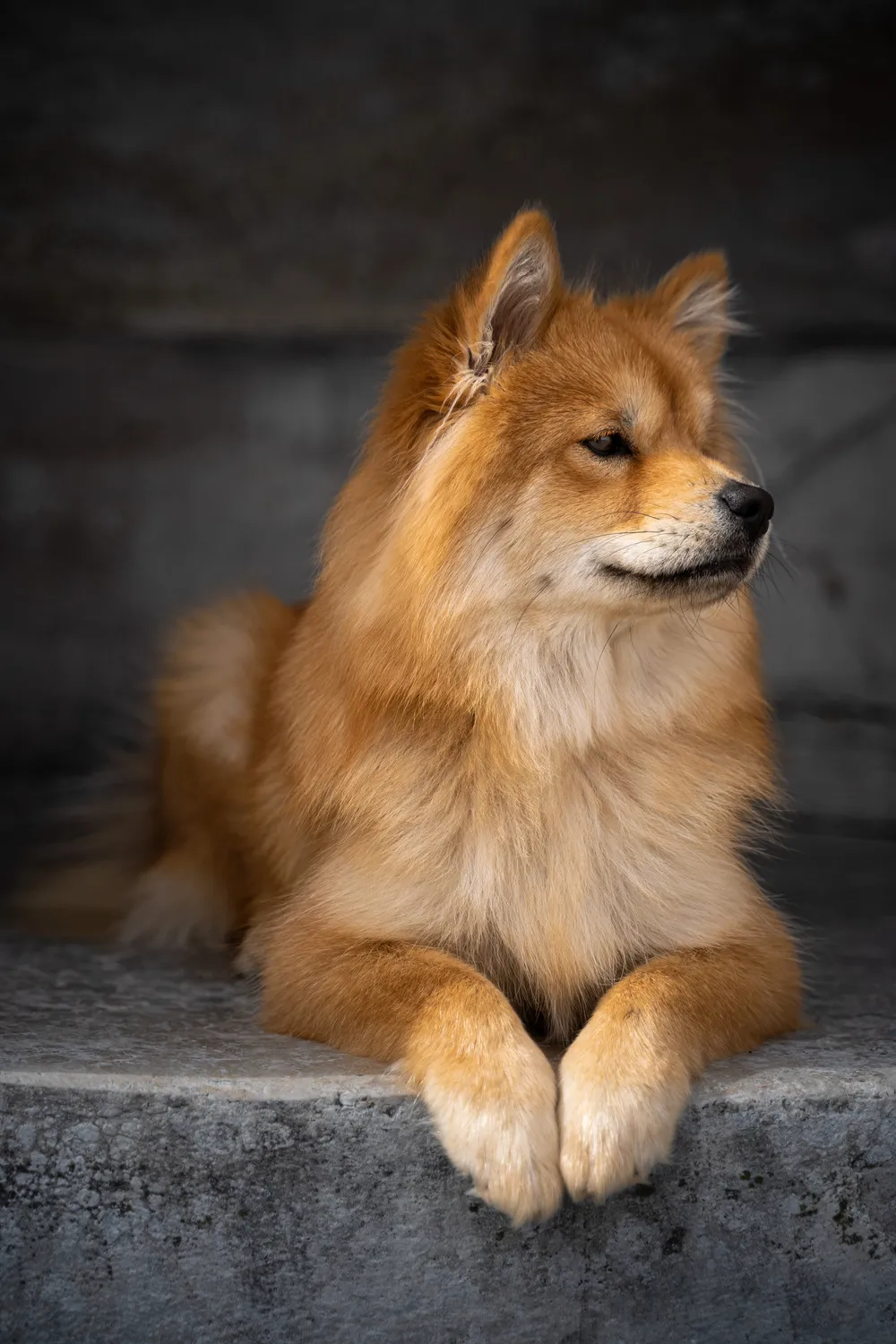 Mila im Nymphenburger Schlosspark